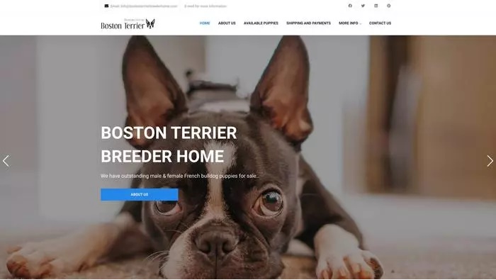 Boston terrier breeder home