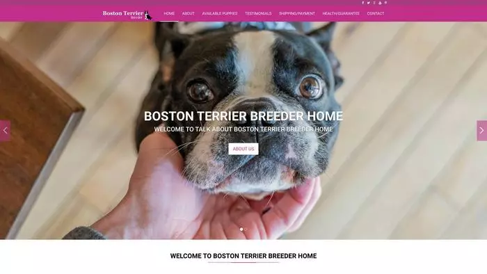 Boston terriers breeder