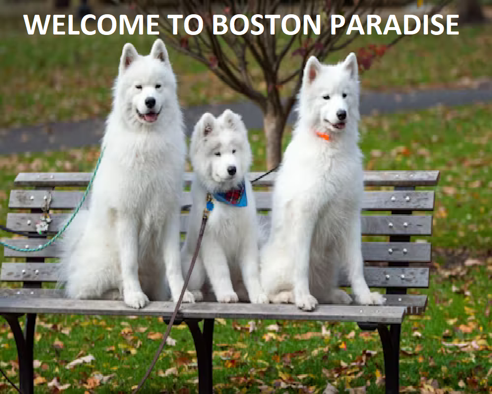 Kingdom Boston Paws