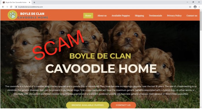 Boyle De Clan Cavoodle Home Boyle De Clan Cavoodle Home