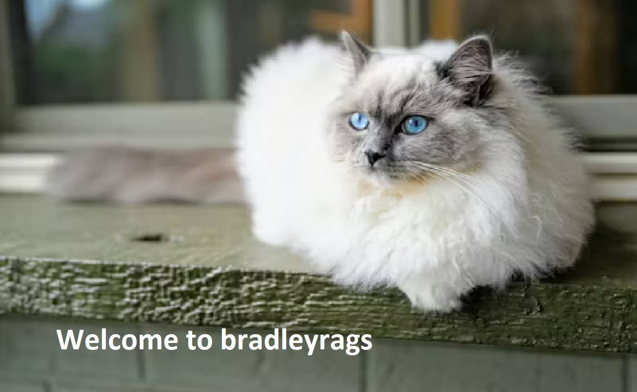 Bradley Ragdolls Bradley Ragdolls