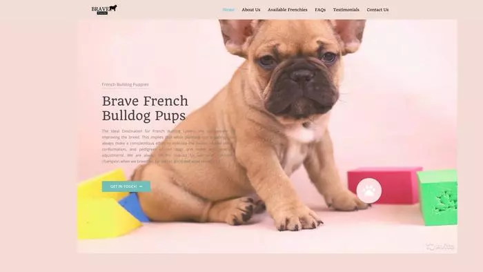 Brave frenchies pups