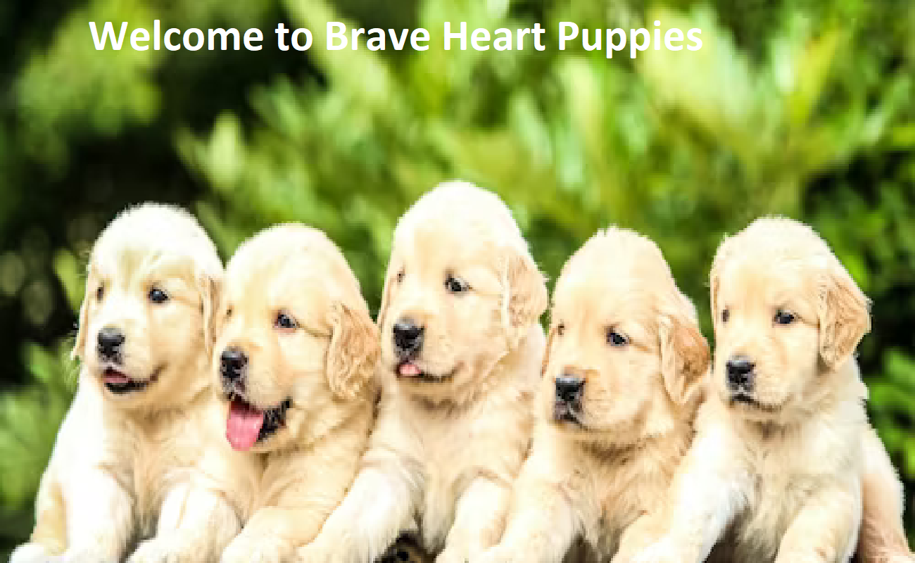 Brave Heart Puppies