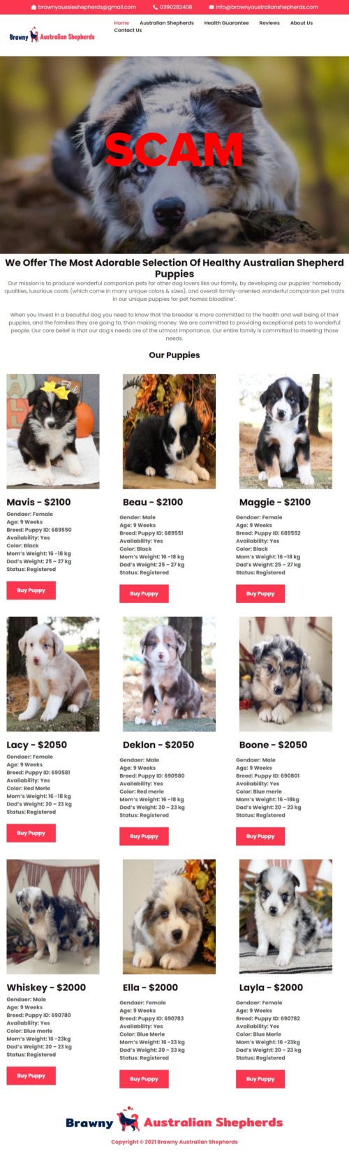 Brawny Australian Shepherds Brawny Australian Shepherds