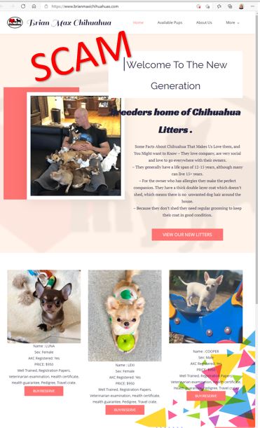 Brian Maxi Chihuahuas Brian Maxi Chihuahuas