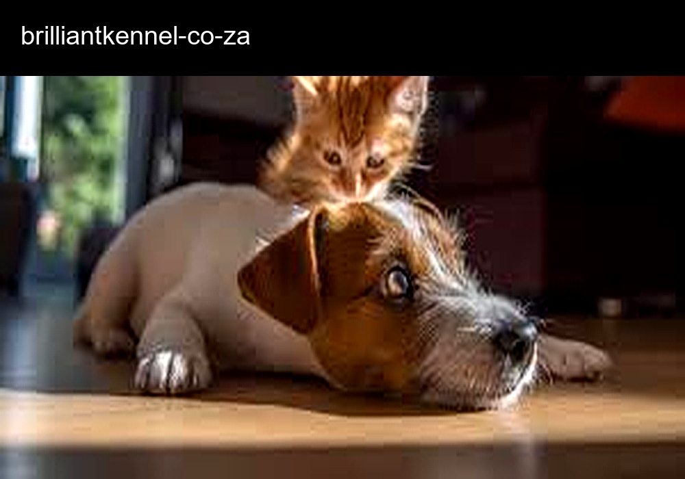 Brilliant Kennel