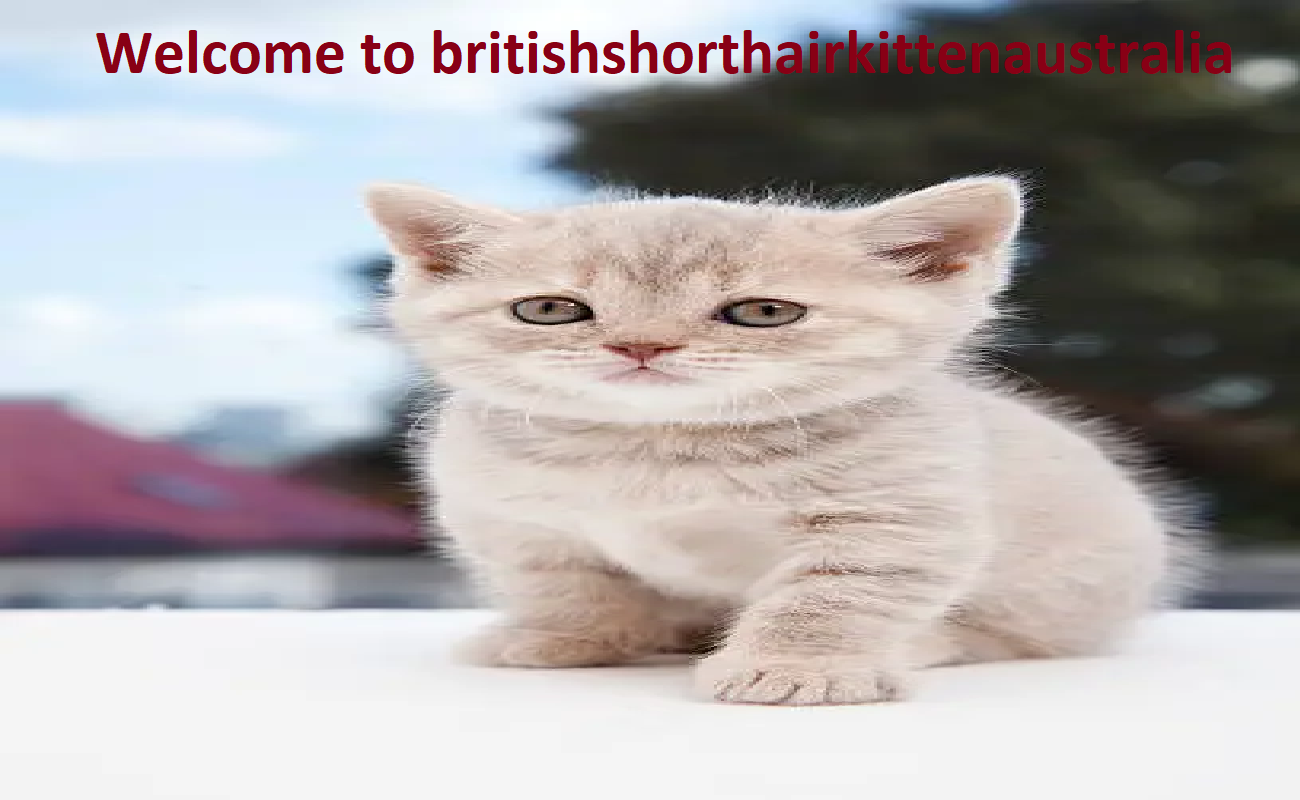 Albeka British Shorthair Breeder