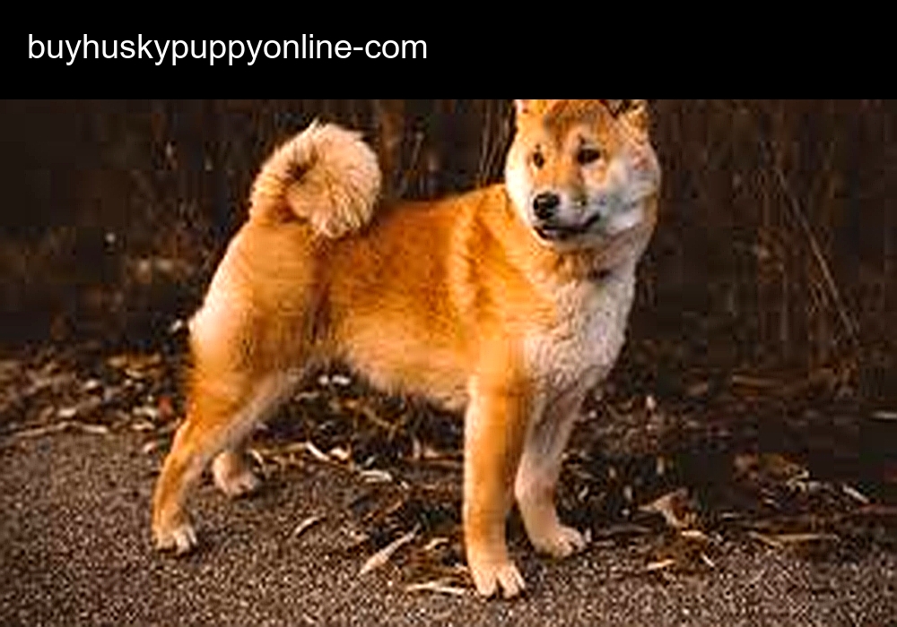 Buy Husky Puppy Online