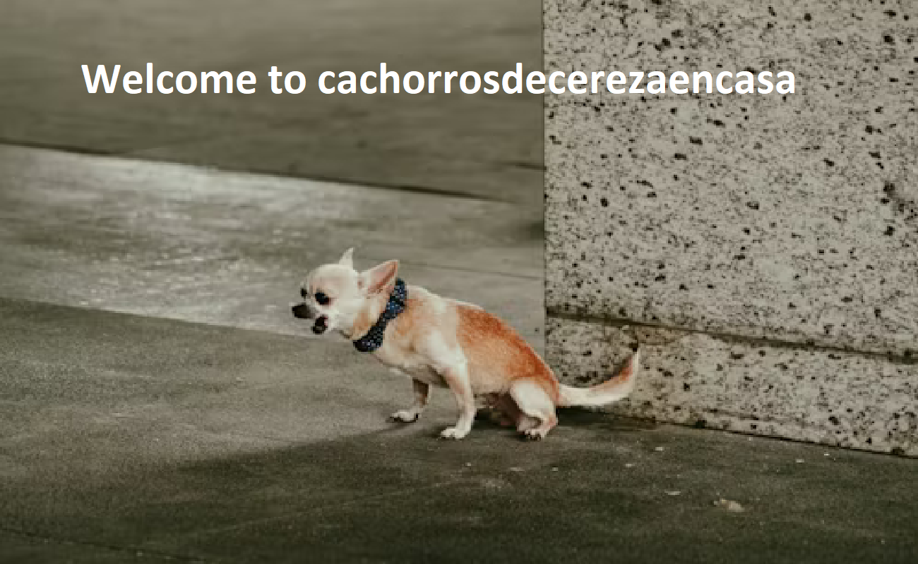 Cachorros de Cereza en Casa Cachorros de Cereza en Casa