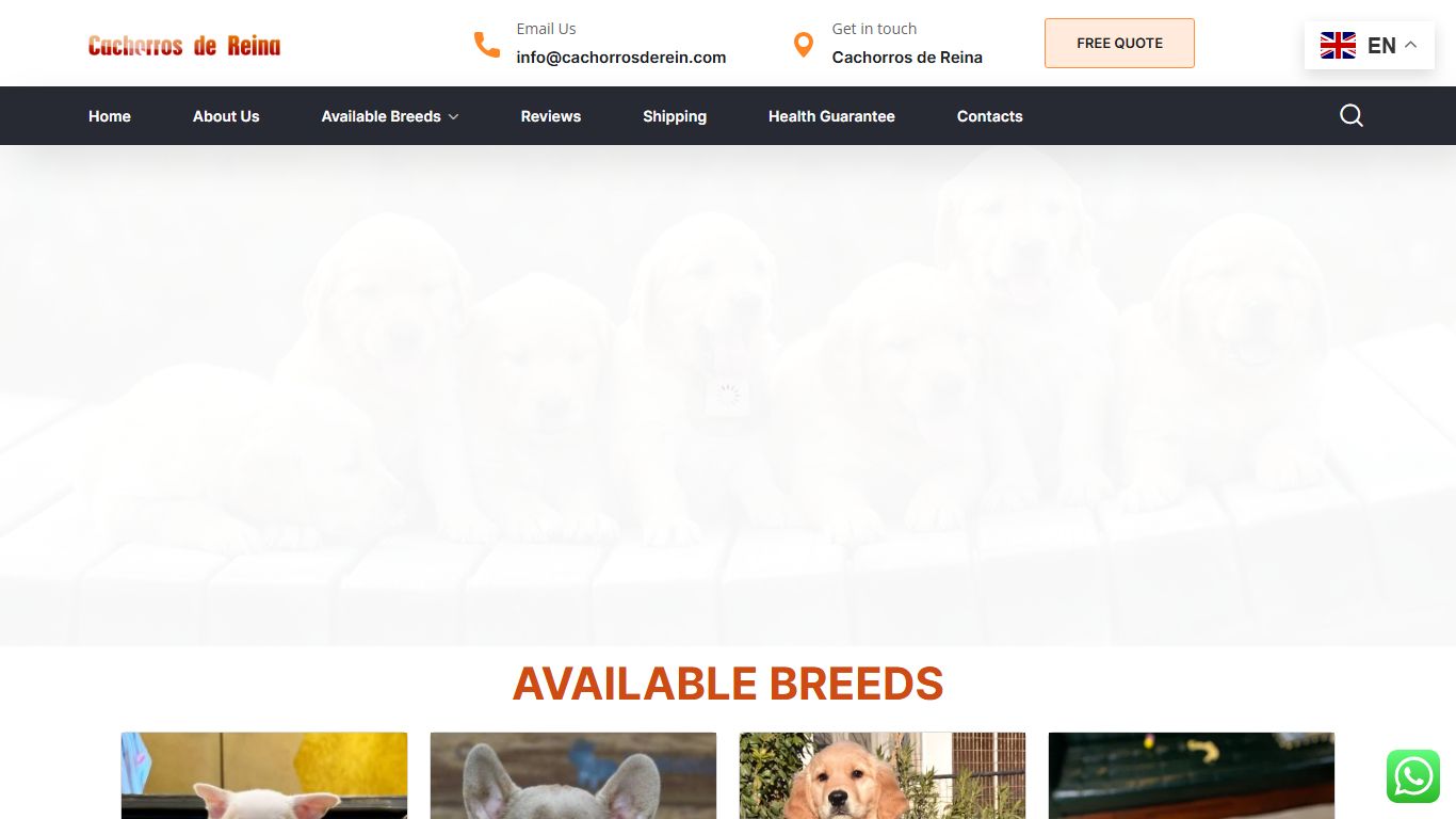 Cachorros de Reina Cachorros de Reina