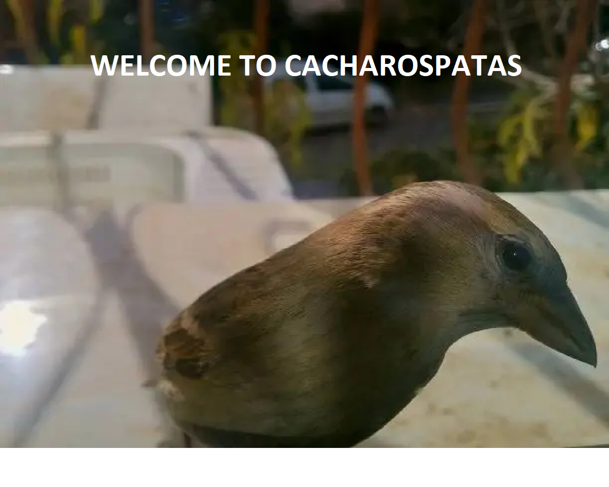 Cachorros De Patas Breeder