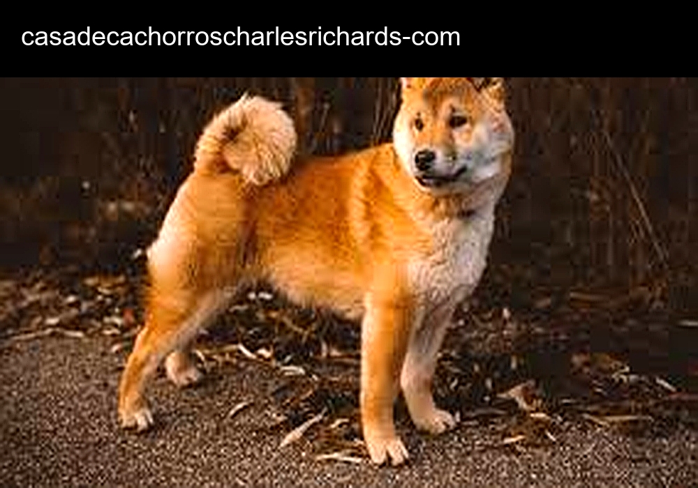 Casa de Cachorros Charles Richards