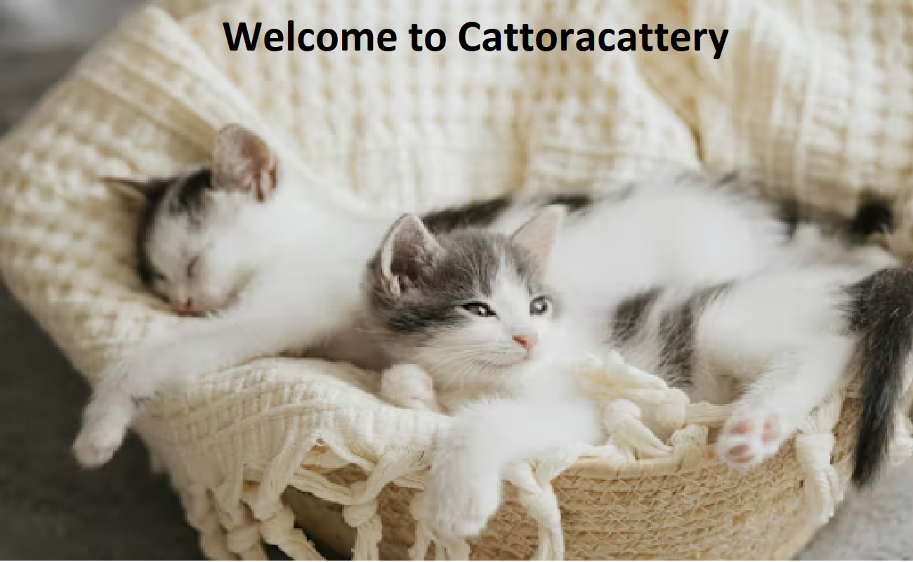 Cattora Cattery
