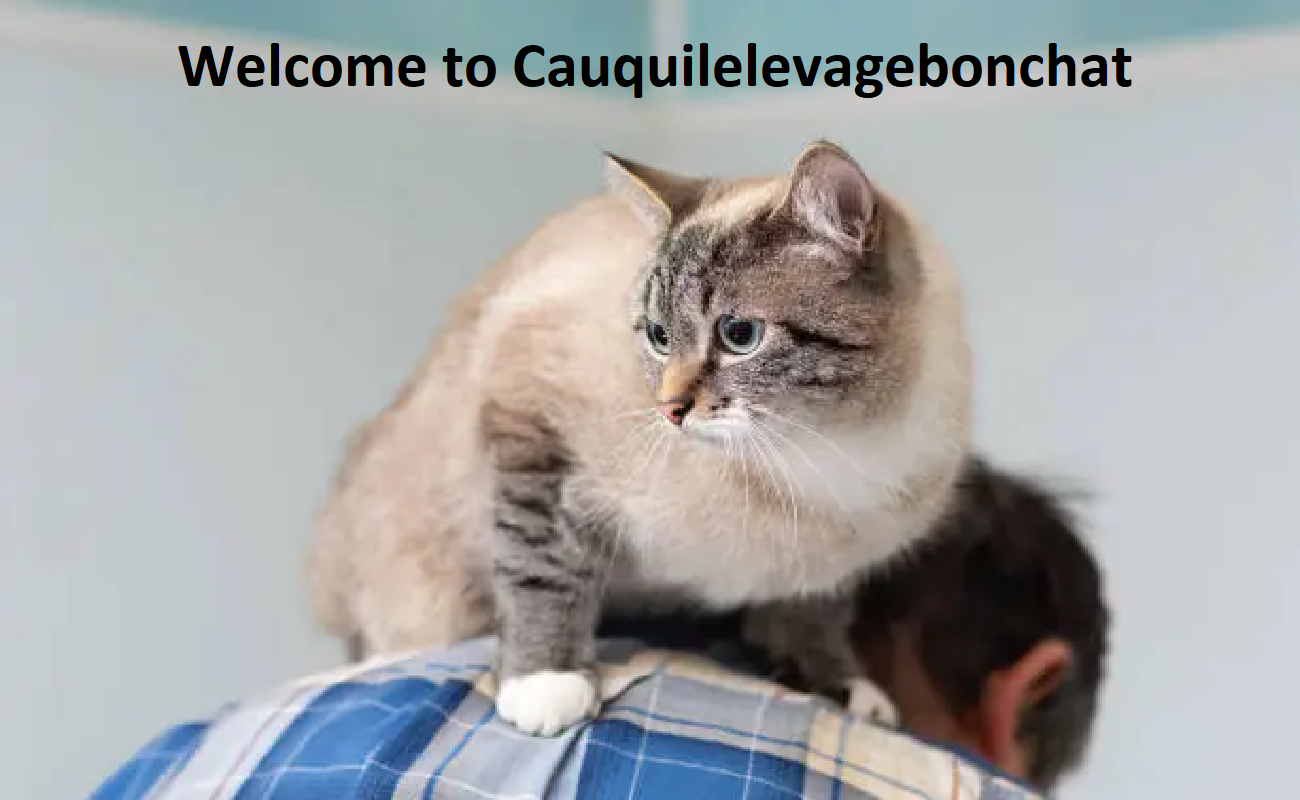 Cauquil Elevage Bon Chat