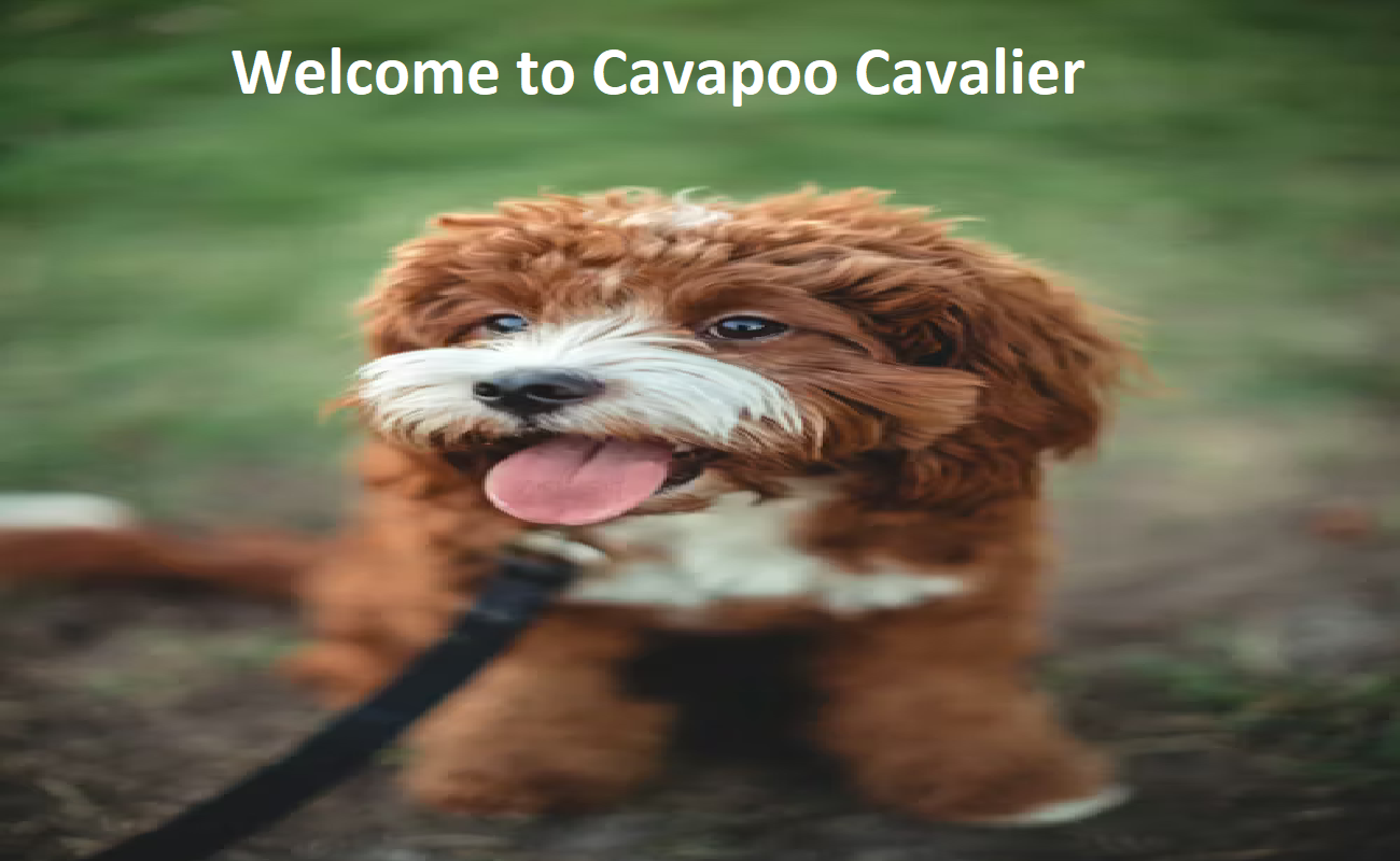 Cavalier King Charles  And Cavapoo Puppies