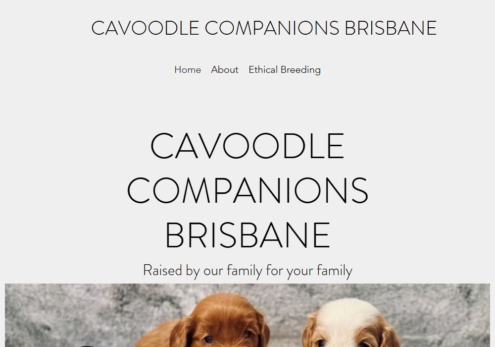 Cavoodle Companions