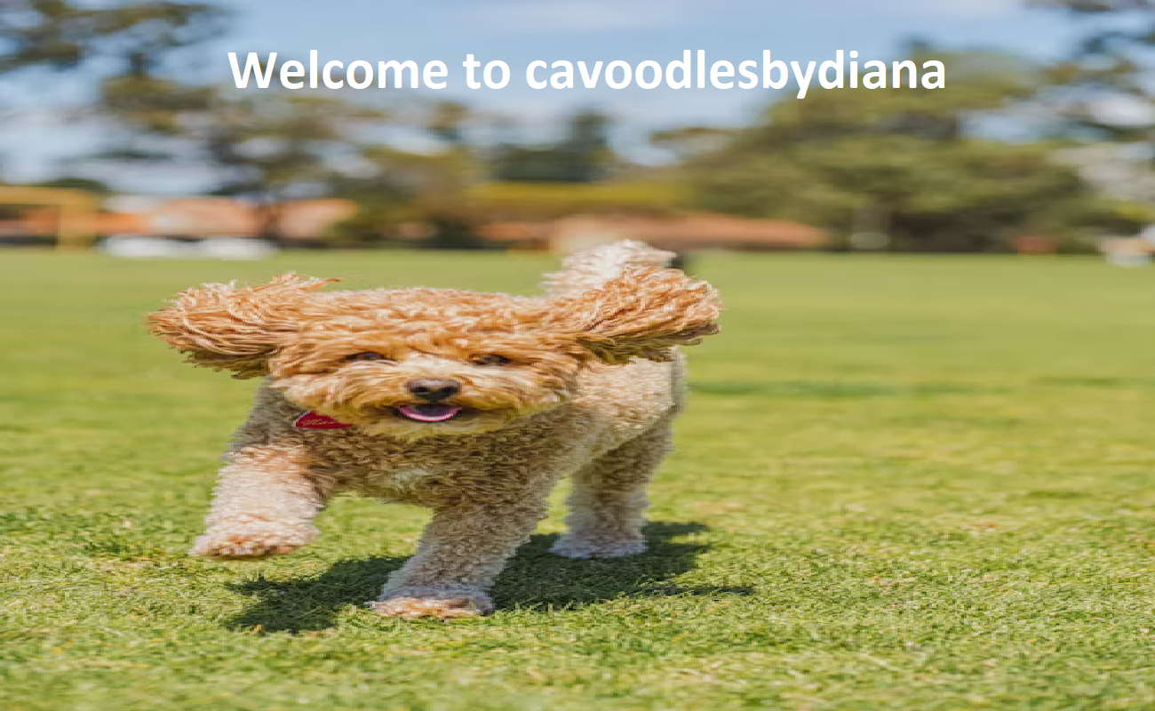 Cavoodles By Diana