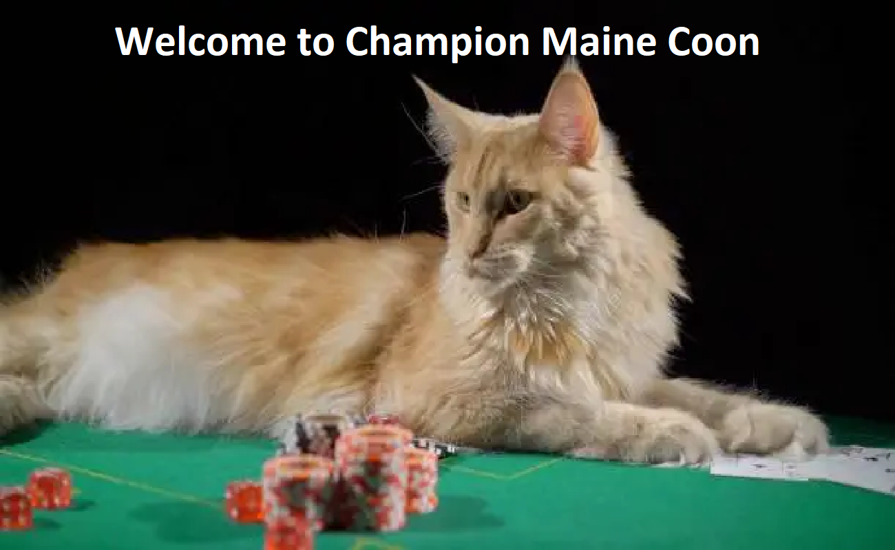 Champion Maine Coon