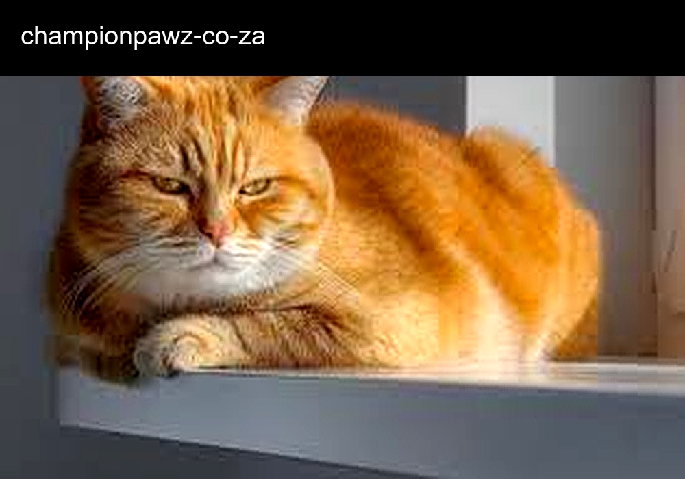 Champion Paws