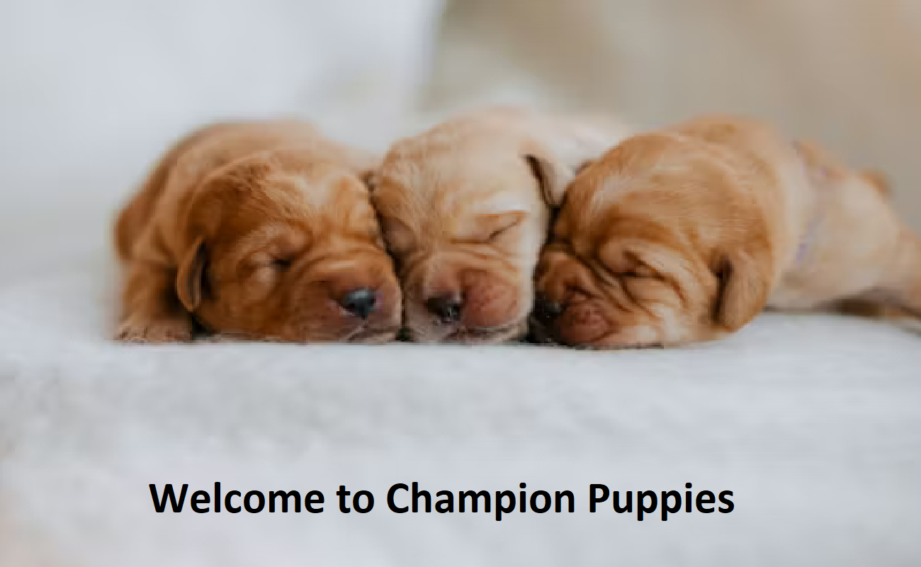 Champion Puppies Breeder