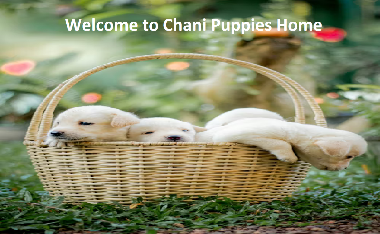 Chani Puppies Home Chani Puppies Home