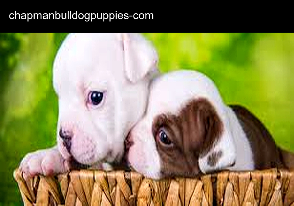 Adorable English Bulldog Puppies