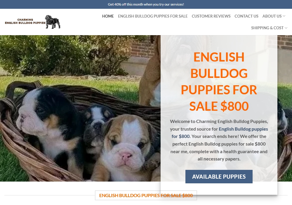 Charming English Bulldog Puppies