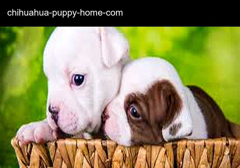 Chivas Chihuahuas Breeder