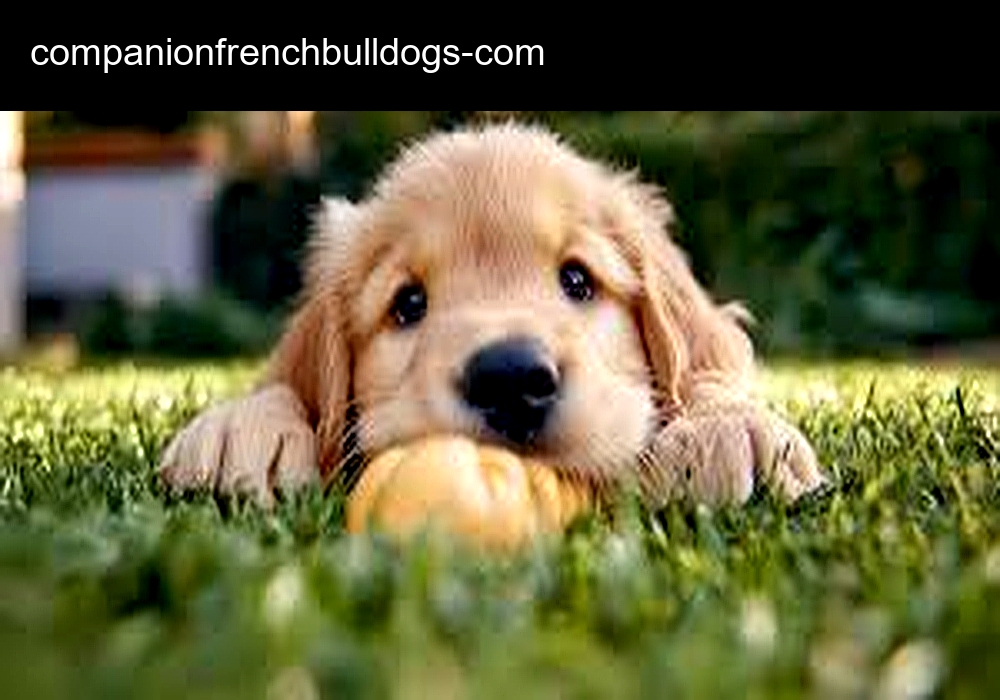 French Bulldogs Companion