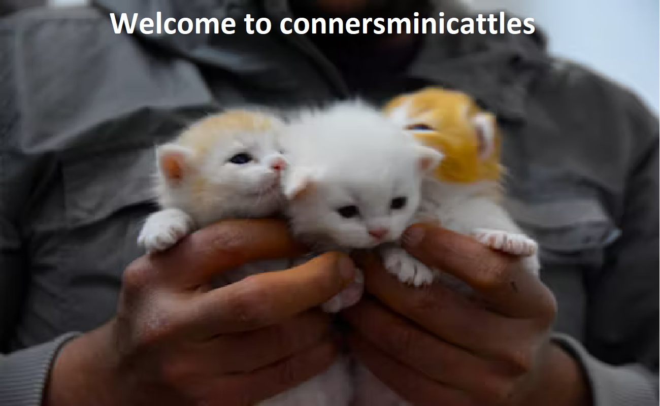 Conner Mini Cattle Farm