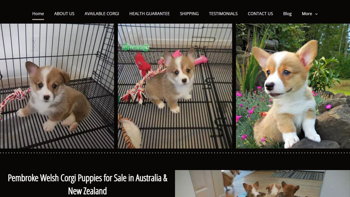 Pricewey Pembroke Welsh Corgi Puppies Home