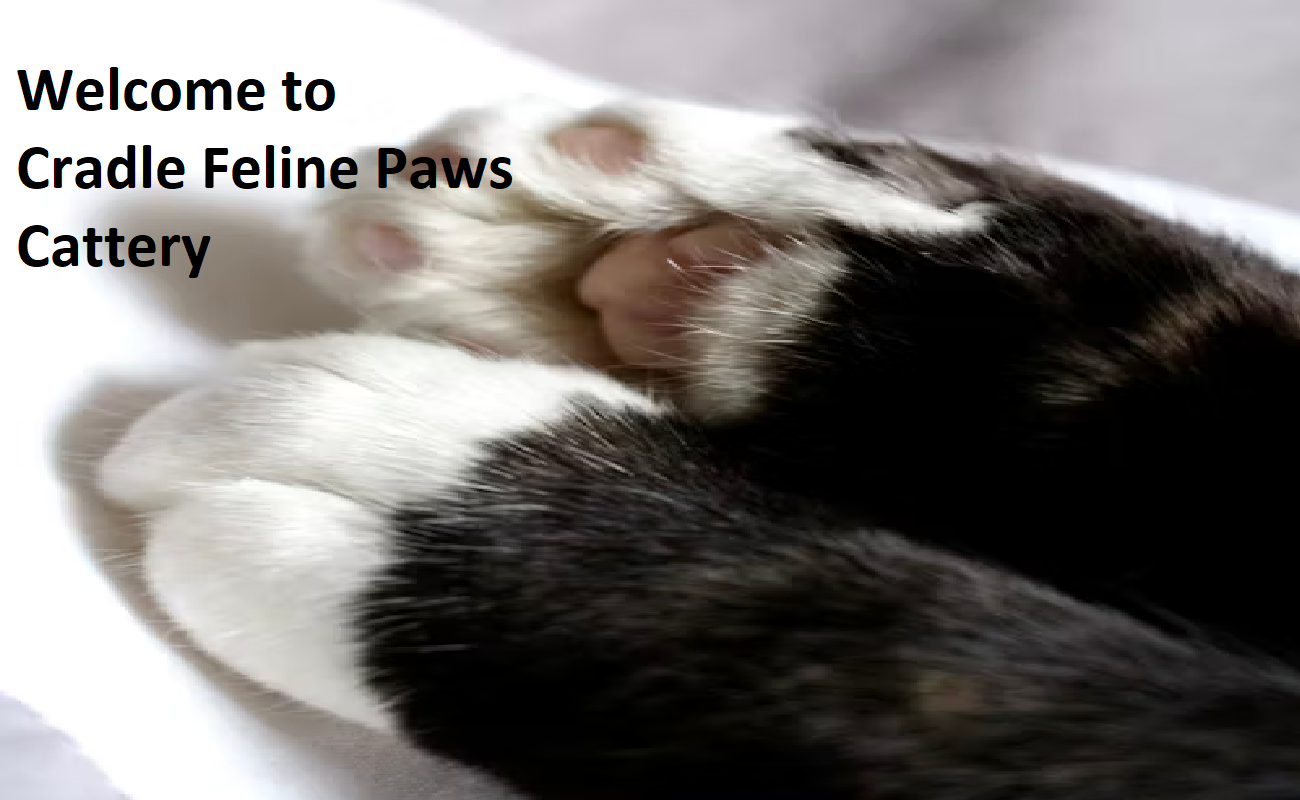 Cradle Feline Paws Cattery