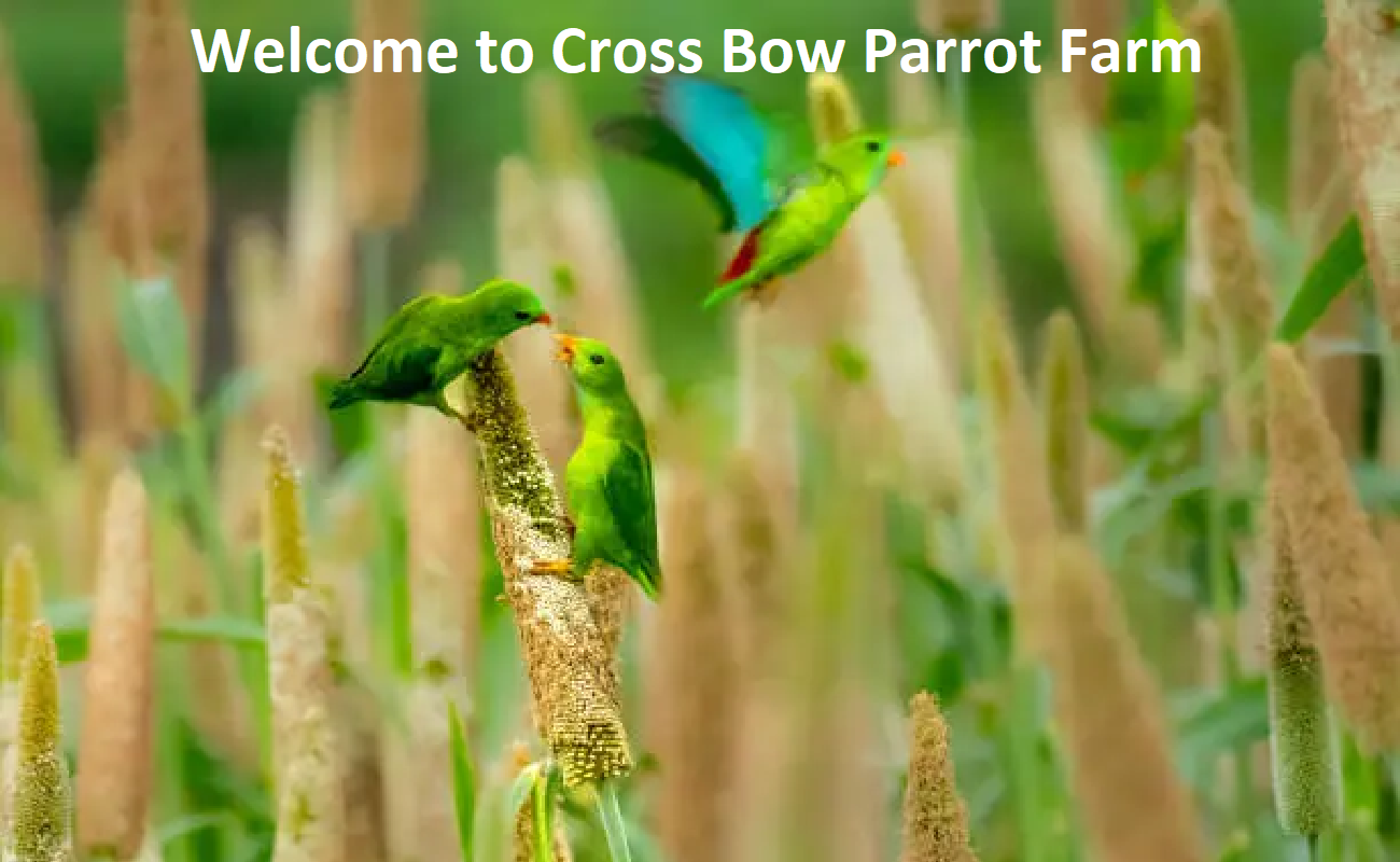 Crossbow Parrot Farm