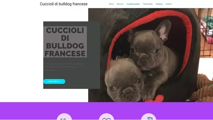 Cuccioli di bulldog francese