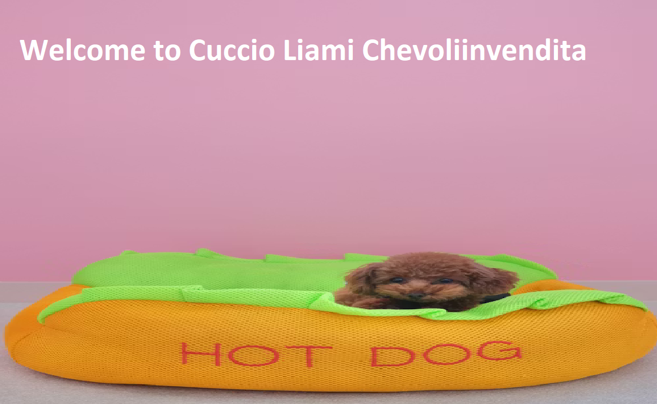 Cuccioli Amichevoli in Vendita