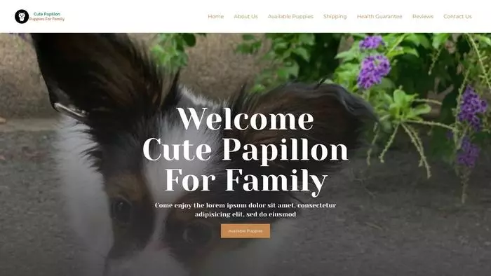 Cute papillon puppies for family
