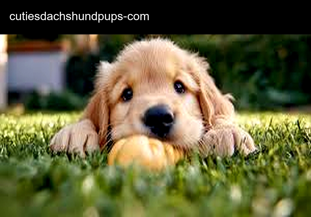 Royal Dachshund Puppies Home