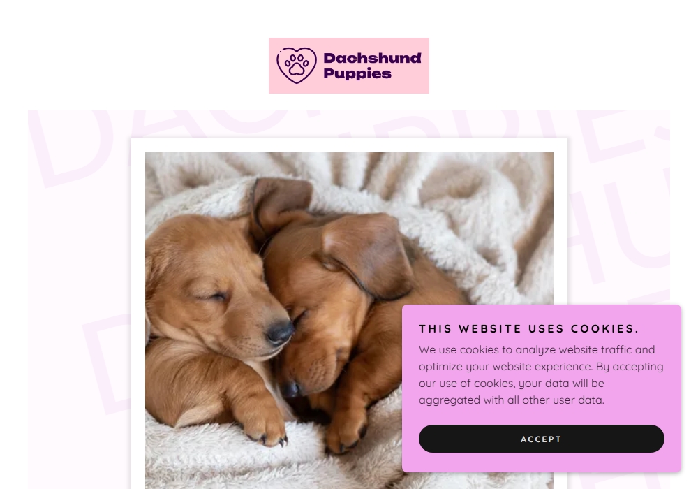 CathyS Dachshund Pups CathyS Dachshund Pups