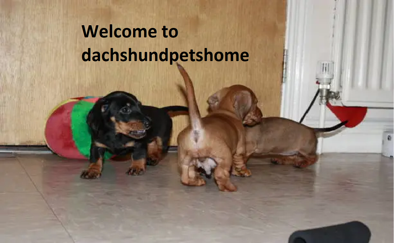Dachshund Pet Home Dachshund Pet Home