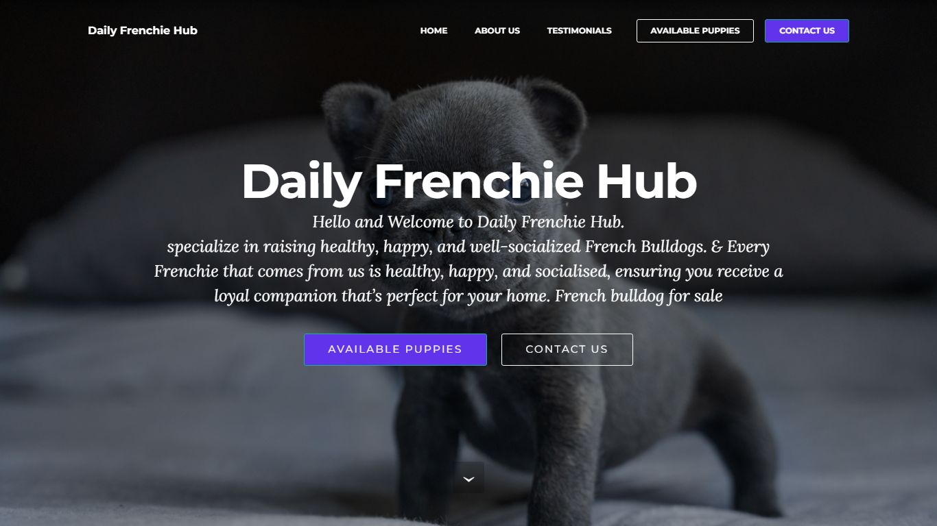 Daily Frenchie Hub