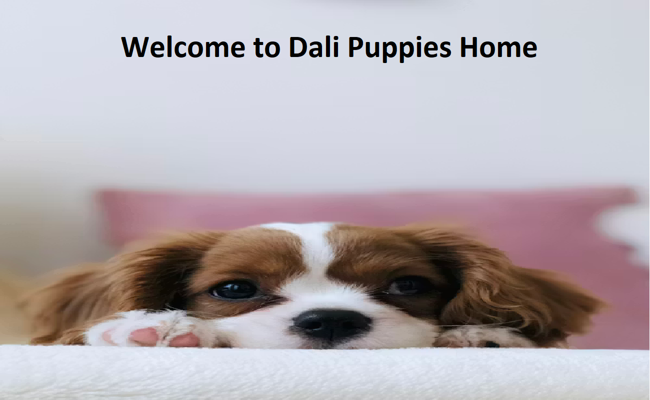 Dali Puppies Home