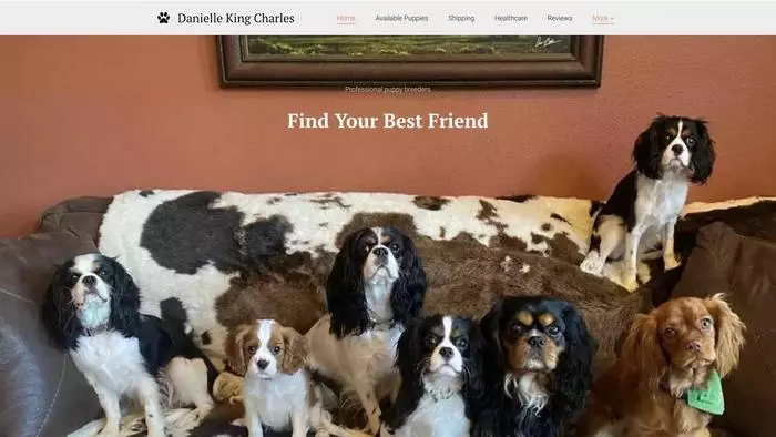 Danielle king charles spaniel