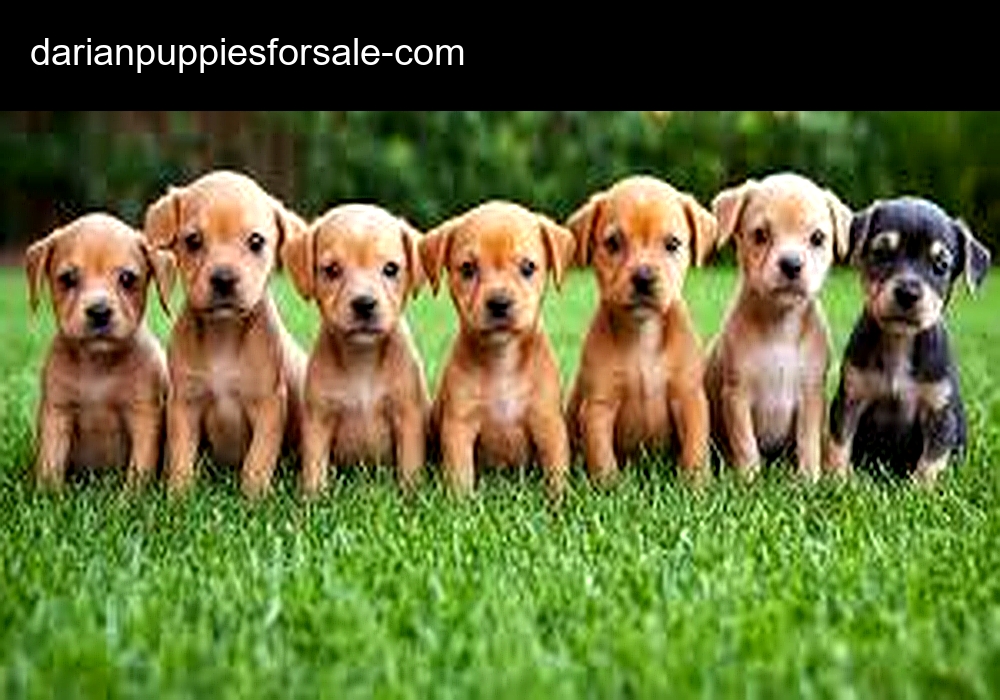 Darian Puppies For Sale