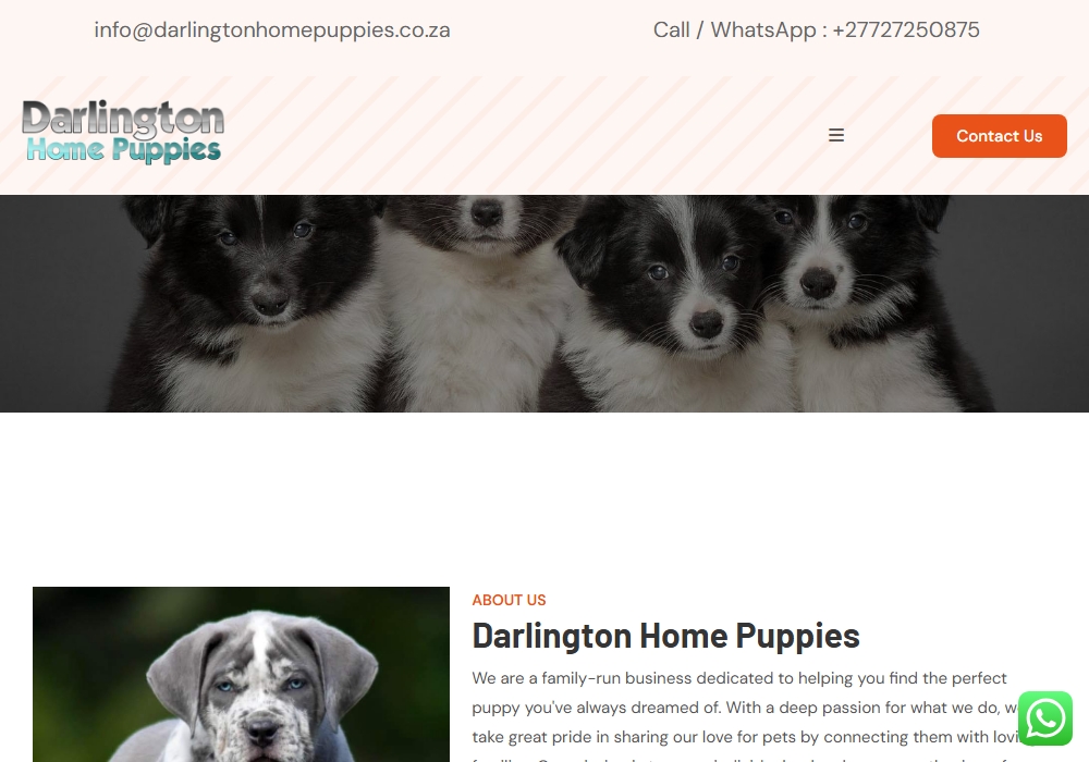 Darlington Home Puppies