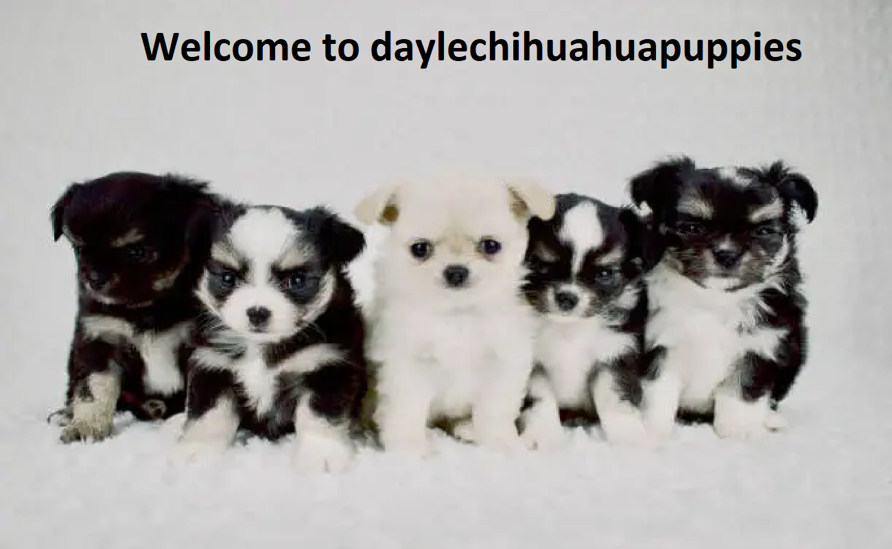 Dayle Chihuahua Puppies