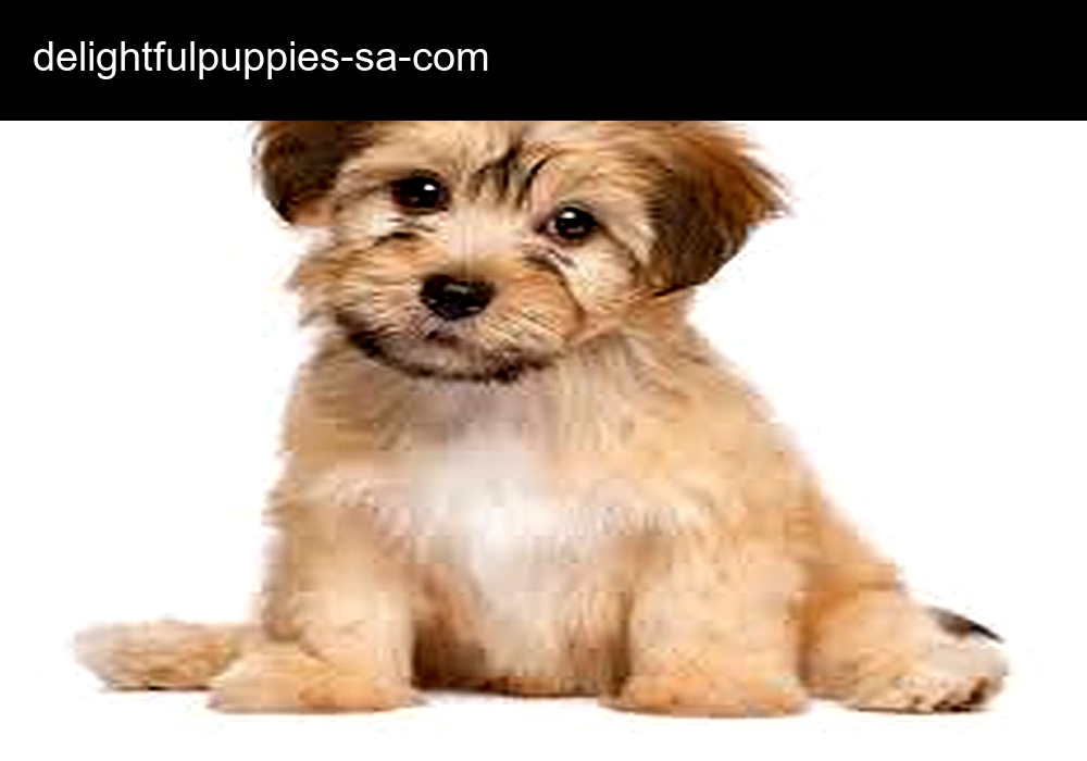 Delightful Puppies Delightful Puppies