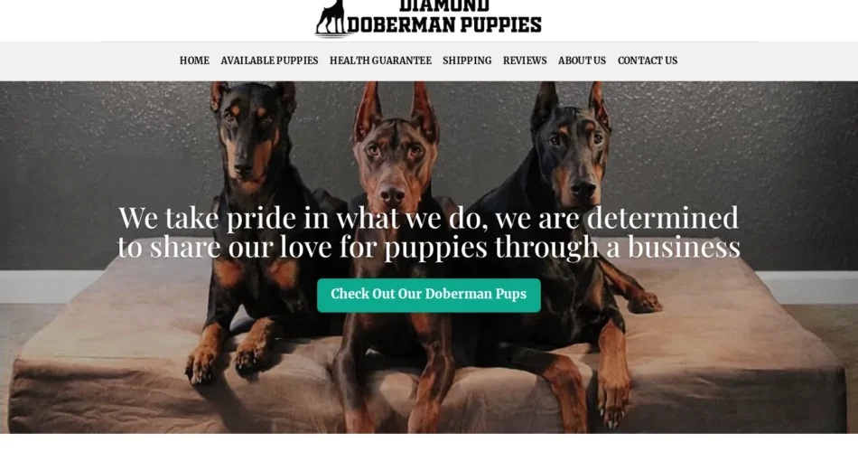 Diamond Doberman puppies