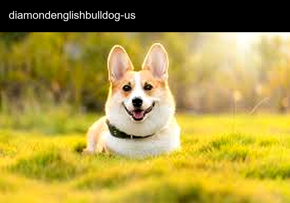 Diamond English Bulldogs