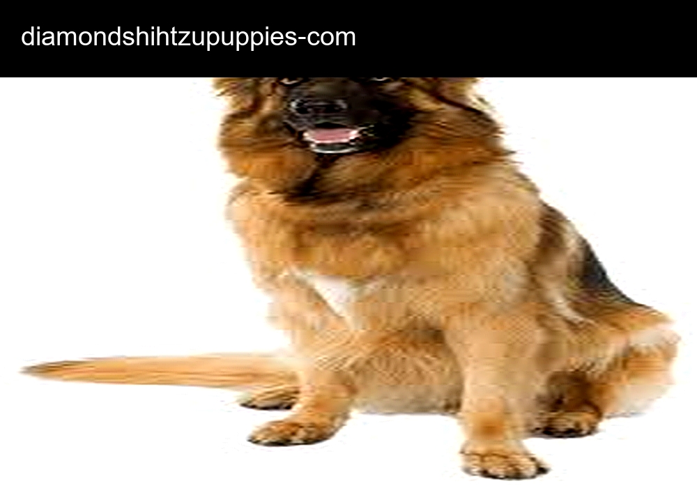 Diamond Shih Tzu Puppies Diamond Shih Tzu Puppies