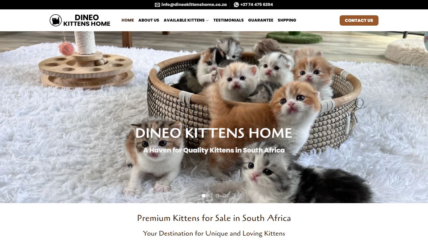 Dineo Kittens Home